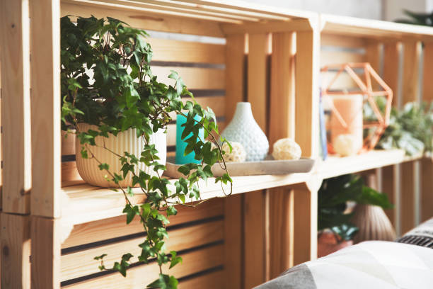 Top 5 Indoor Plants That Boost Mood and Style