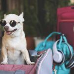 purse for puppy