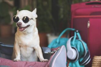 purse for puppy